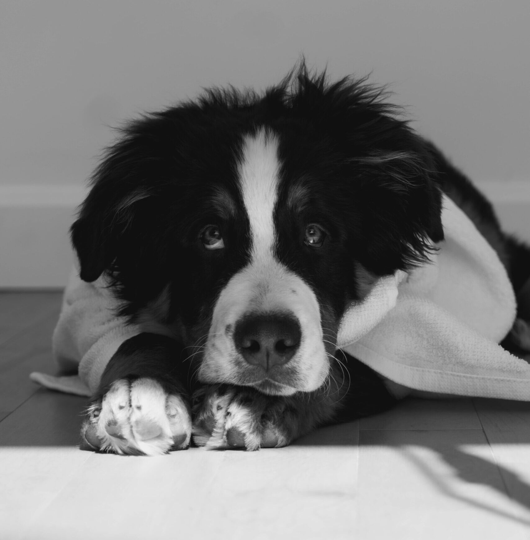Bébé chien dans sa serviette